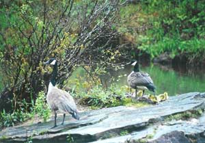 Geese with young ones, a common site at this river mountain resort