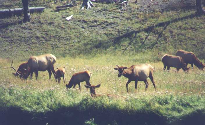 Elk at Yellowstone National Park