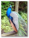 See vivid peacocks here at Leeds Castle 