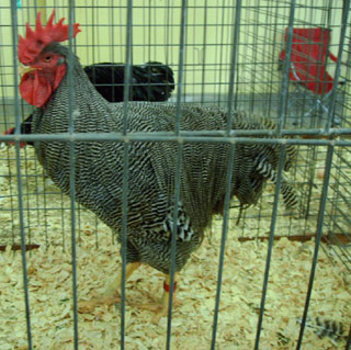 One of the prize winning roosters at the Texas state fair