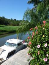 Hibiscus flowers in bloom near Subway Watersports Dock