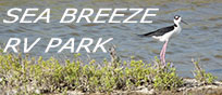 Birders will enjoy the many varieties of birds that visit the Corpus area, including the Black-necked Stilt.