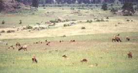 Herds of elk were found everywhere in the park