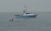 A group of scientists were out studying the whales during our tour.