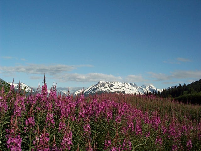 Fireweed in full bloom in the wilds of Alaska - read about our trip