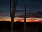 Saguaro cactus in the foreground