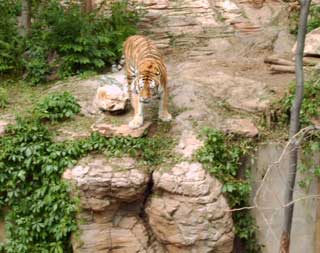 The Denver Zoo offers lots of interesting birds and animals to view