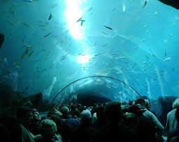 The Georgia Aquarium