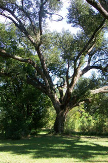 A large oak on the property is registered with the Live Oak society