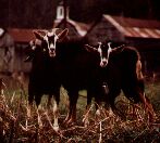 Goats meeting in the Town Square