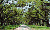 Boone Hall Plantation - Most Photographed Plantation