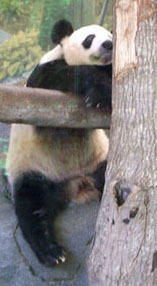 Just hanging out, the giant pandas are a big attraction at the Memphis Zoo