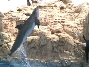 The popular Dolphin Bay show, where you may get wet if you sit close to the front.