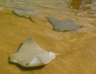 We got a kick out of feeling the stingrays and the hermit crabs.