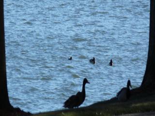 Ducks along the shoreline at Lake Carolyn at Omni Mandalay