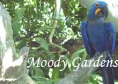 Moody Gardens