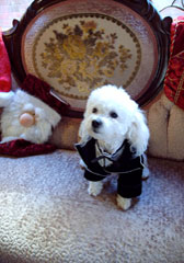 The perfect gentleman, Taz loves to wear his tux