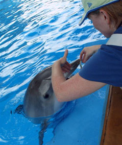 Feeding the dolphins was our favorite show