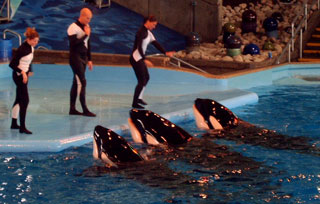 As the largest member of the dolphin family, killer whales are the big crowd pleasers at Sea World 