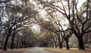 On Oak Road in Savannah