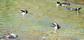 The black footed penguins at the Memphis Zoo