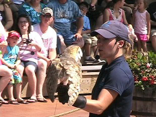Cecil the Owl showing at during the Hawn Wild Flight Theatre show.