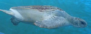 Sea turtles can stay underwater for several hours at a time, and have a lifespan up to 80 years.