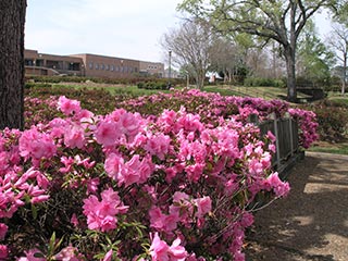 Azaleas at the Tyler Texas Municipal Rose Garden
